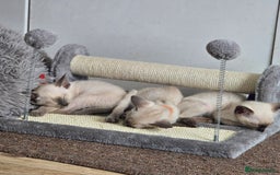 Siamese cats for sale: Four gorgeous girls - Image 11