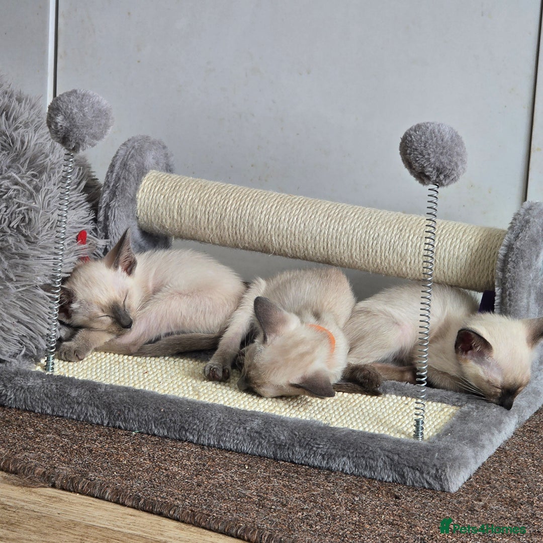 Siamese cats for sale: Four gorgeous girls - Image 11