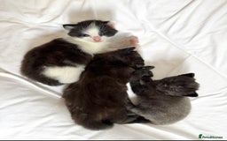 Maine Coon cats for sale: Maincoon X ragdoll - Image 2