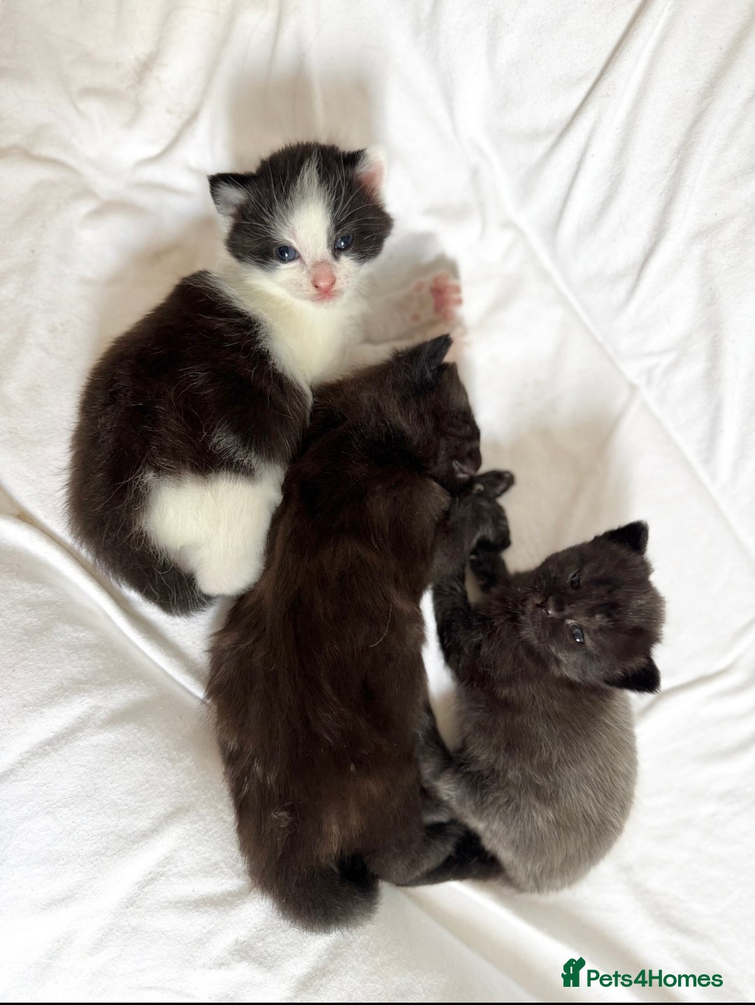 Maine Coon cats for sale: Maincoon X ragdoll - Image 2