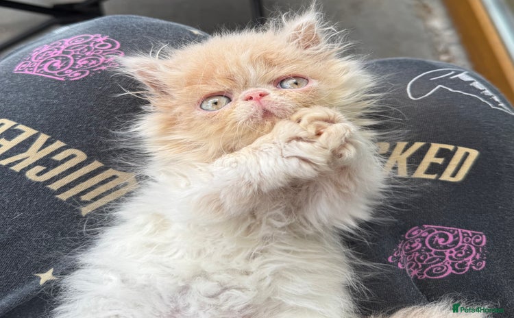 Persian cats - Advert 1