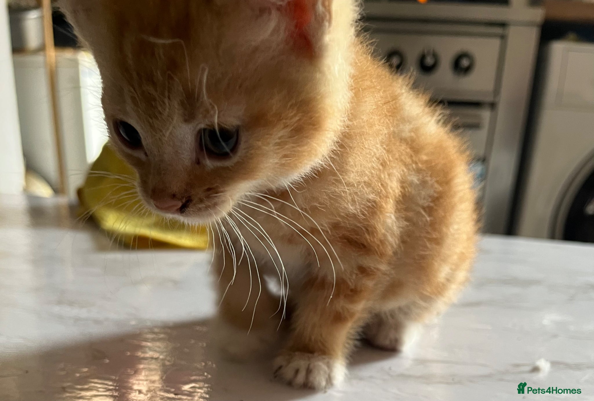 Mixed Breed cats for sale: 3 beautiful kittens for sale  - Advert 19