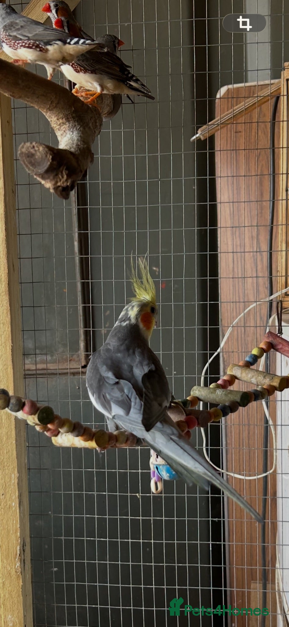 Cockatiels birds Cockatiel - Advert 4