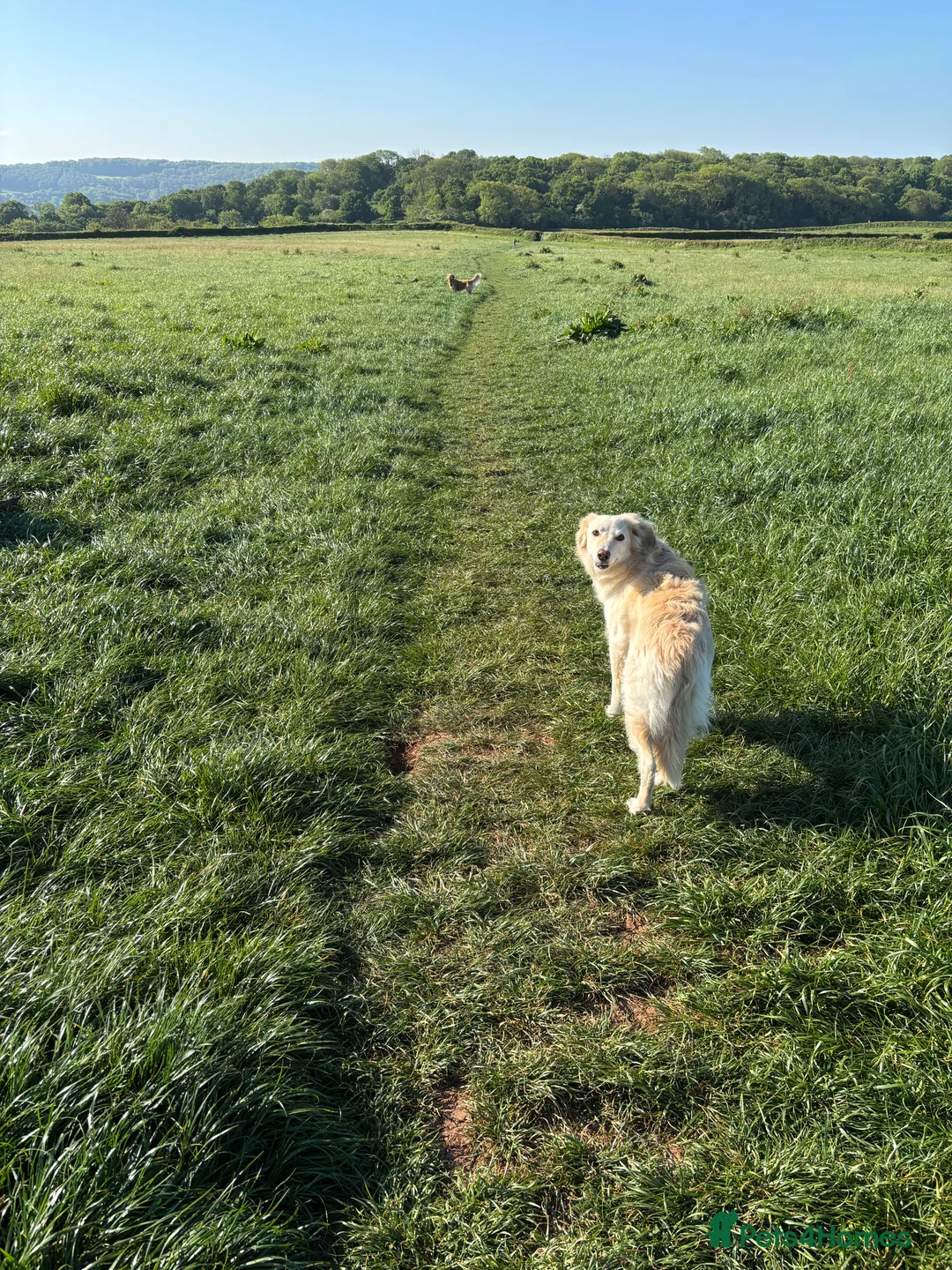 Mixed Breed dogs for sale: Gentle 6yo rehome - Advert 6