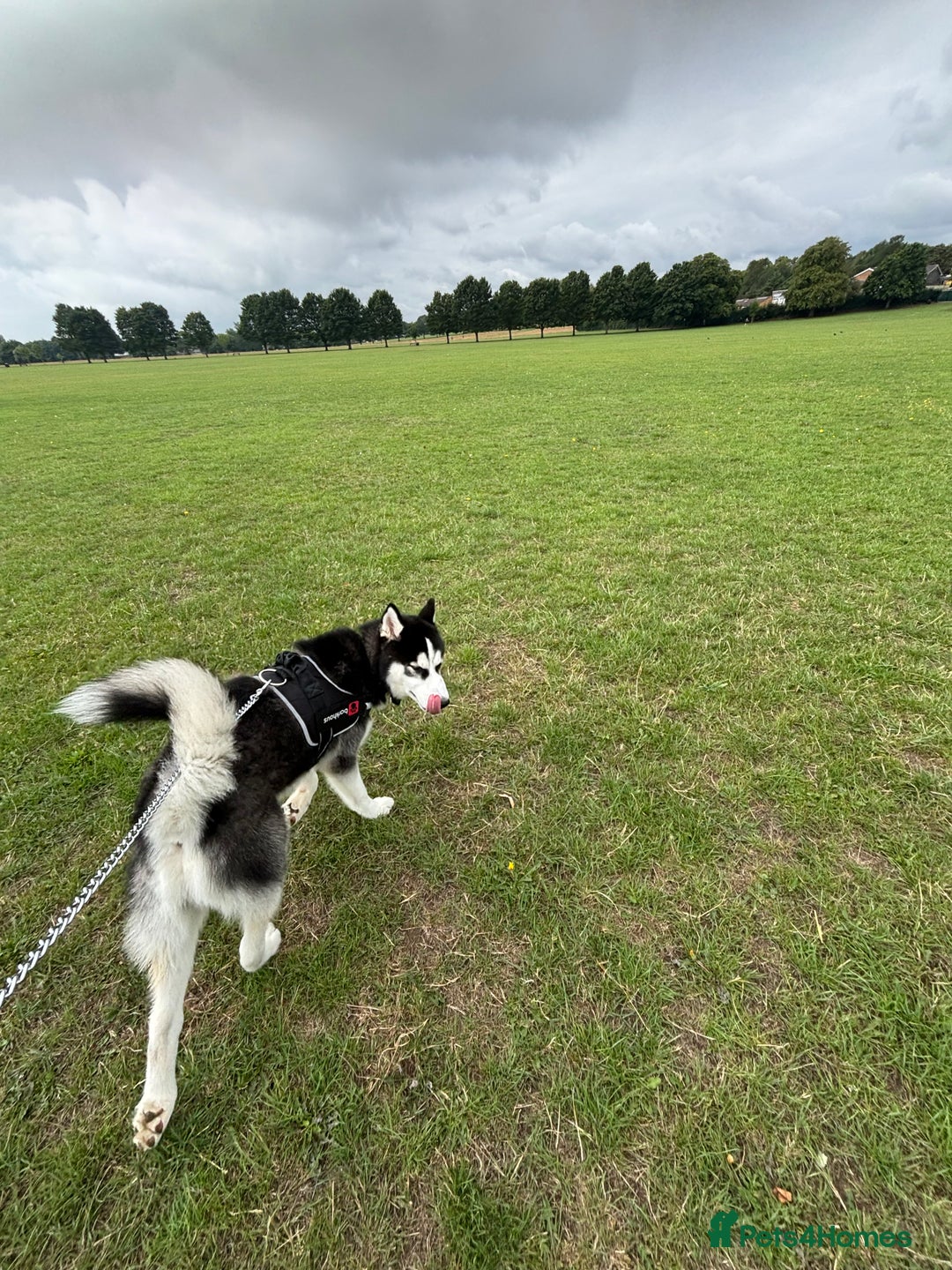 Siberian Husky dogs for sale: Milo - 8 Month old husky - Image 1