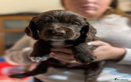 Cocker Spaniel dogs for sale: The most beautiful Working Cocker Puppies - Image 6