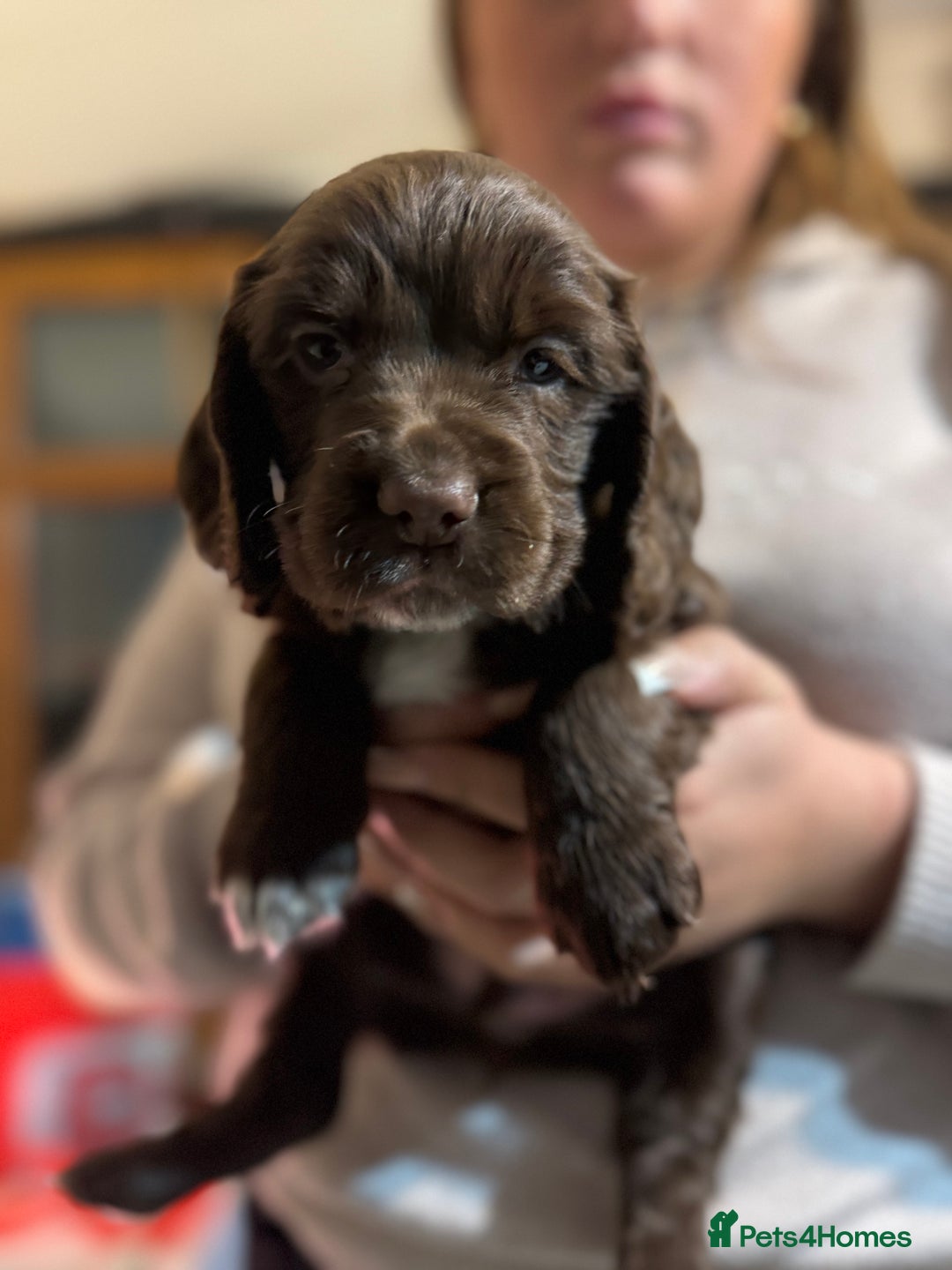 Cocker Spaniel dogs for sale: The most beautiful Working Cocker Puppies - Image 6