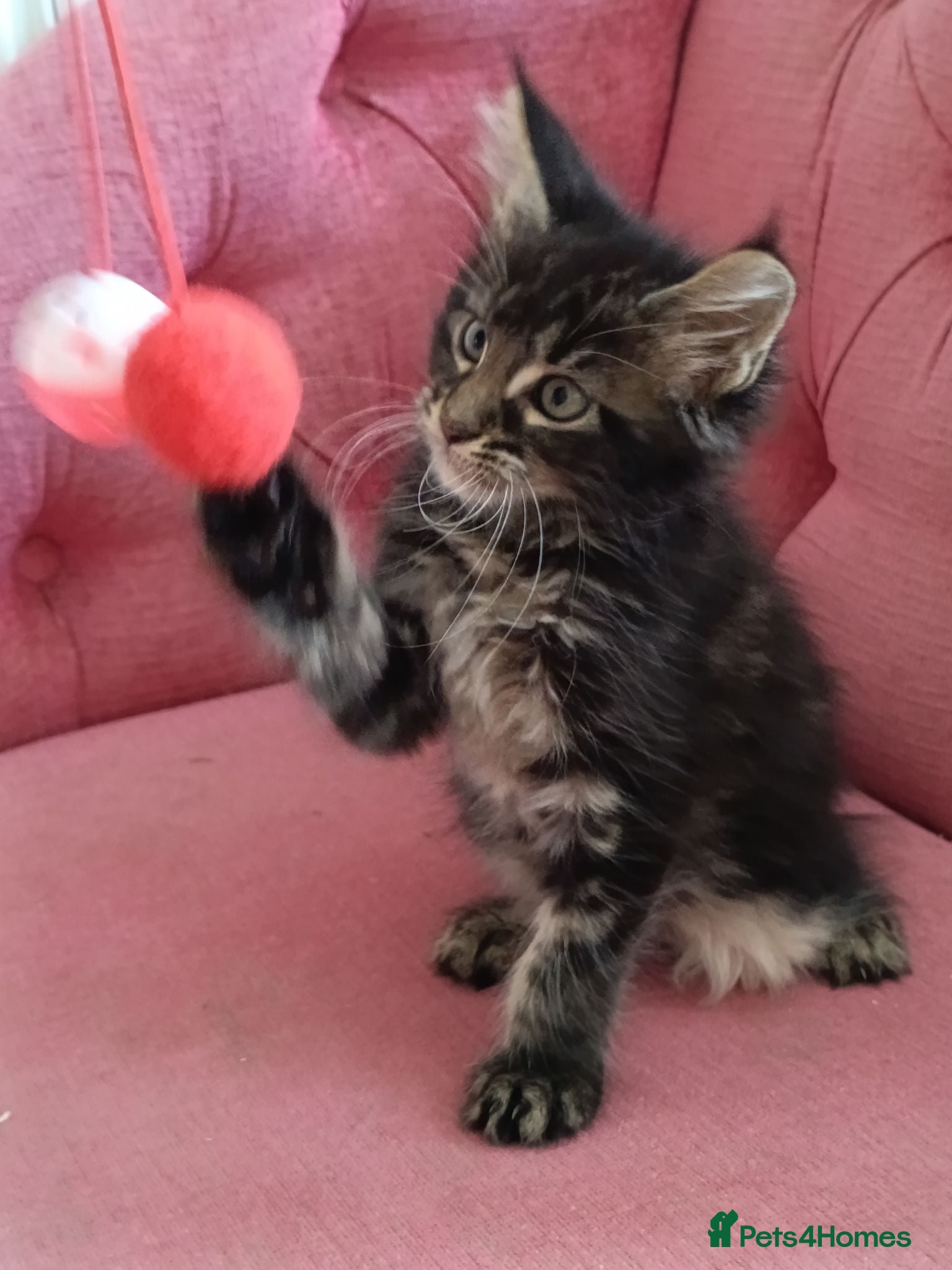 Maine Coon cats Health tested XL Boys and Tortie girls 😍 - Advert 2