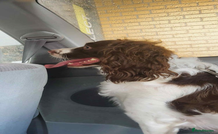 Sprocker dogs - Advert 1