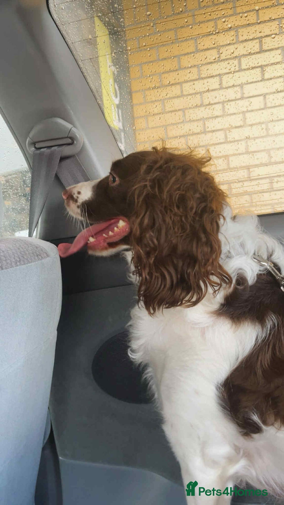 Sprocker dogs for sale: two year old sprocker looking for a loving home - Image 1