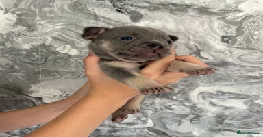 French Bulldog dogs - Advert 3