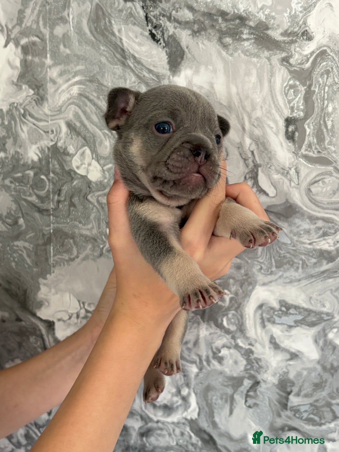 French Bulldog dogs for sale: KC REGISTERED FRENCH BULLDOG PUPPIES - Image 3