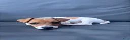 Jack Russell dogs for sale: 🐶 Beautiful Jack Russell Puppy for Sale 🐶 - Advert 5