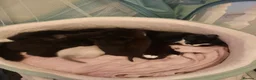 Mixed Breed cats for sale: Three loving and playful kittens needing homes - Advert 5