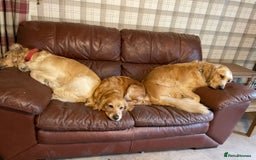 Golden Retriever dogs for sale: Rare & wonderful petite golden retrievers - Image 21