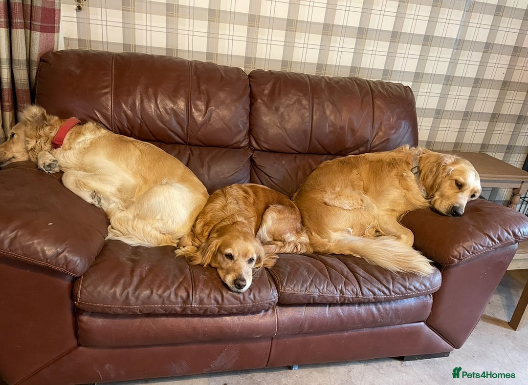 Golden Retriever dogs for sale: Rare & wonderful petite golden retrievers - Image 21