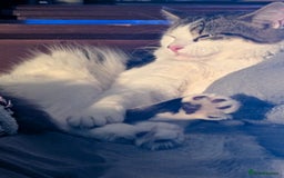 Bengal cats for sale: Male cat - Image 5