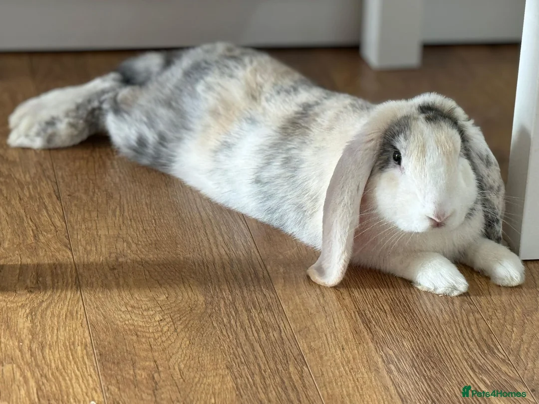 French Lop rabbits for sale: Rabbit- French Lop in Hemel Hempstead - Advert 2