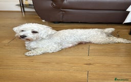 Poochon dogs for sale: 2 Male Poochon looking for loving home - Image 7