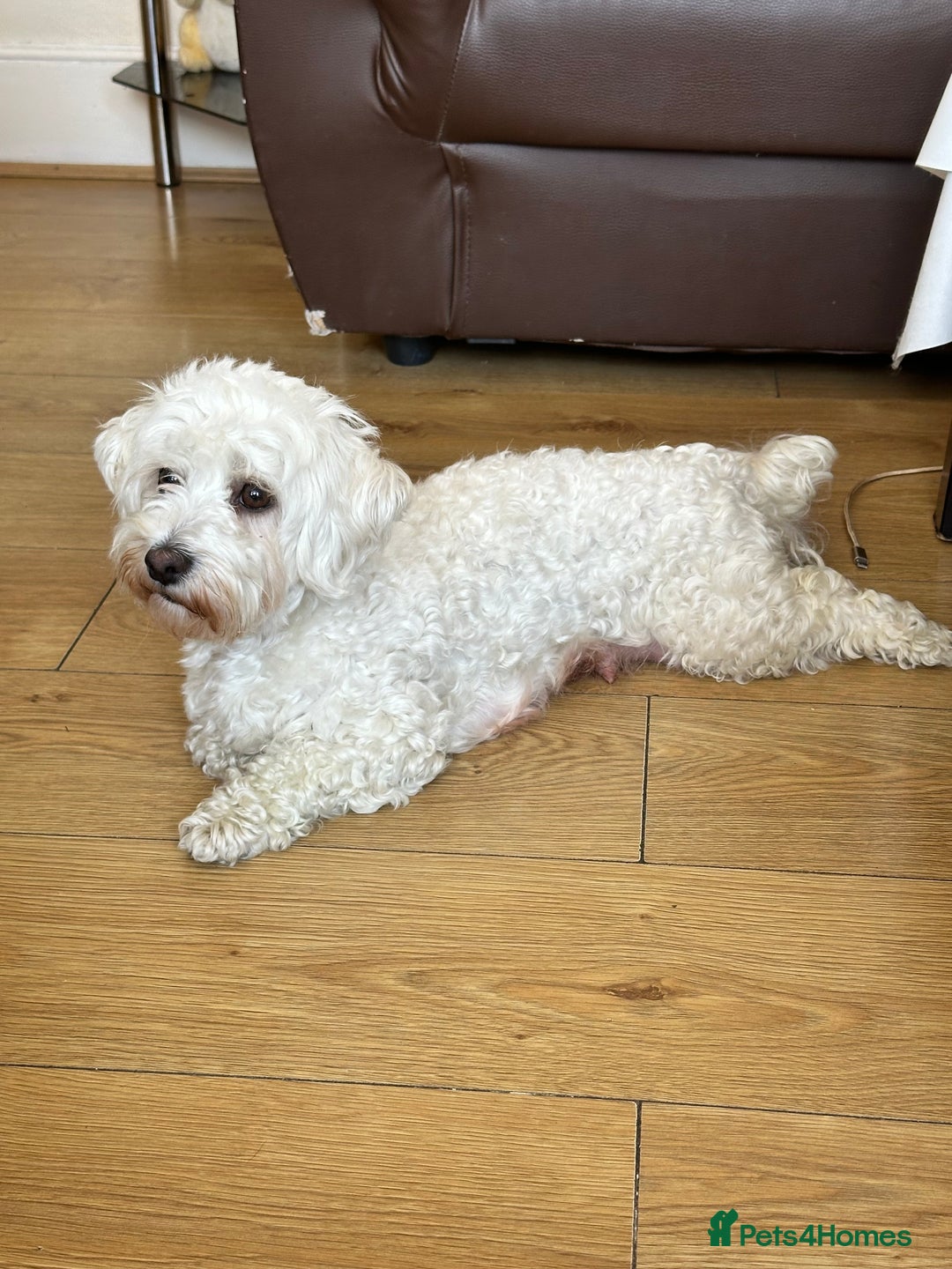 Poochon dogs for sale: 2 Male Poochon looking for loving home - Image 7