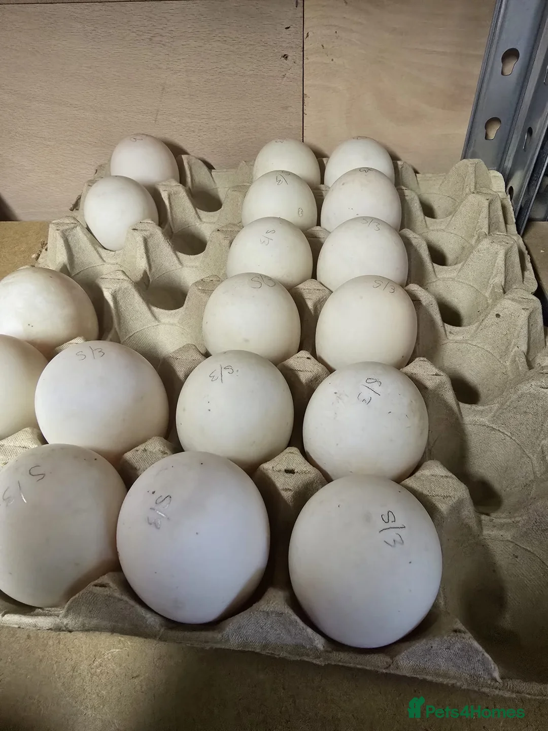Ducks poultry for sale: Khaki Campbell Hatching Eggs x 6 - Advert 1