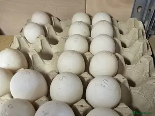 Ducks poultry Khaki Campbell Hatching Eggs x 6 - Advert 2