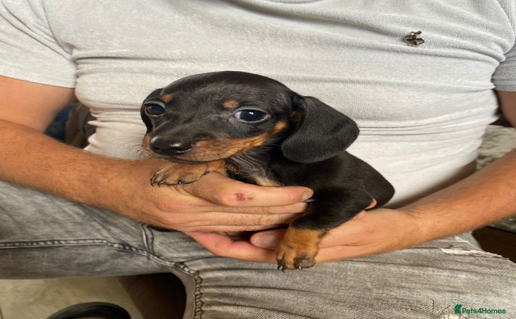 Miniature Dachshund dogs for sale - Advert 2