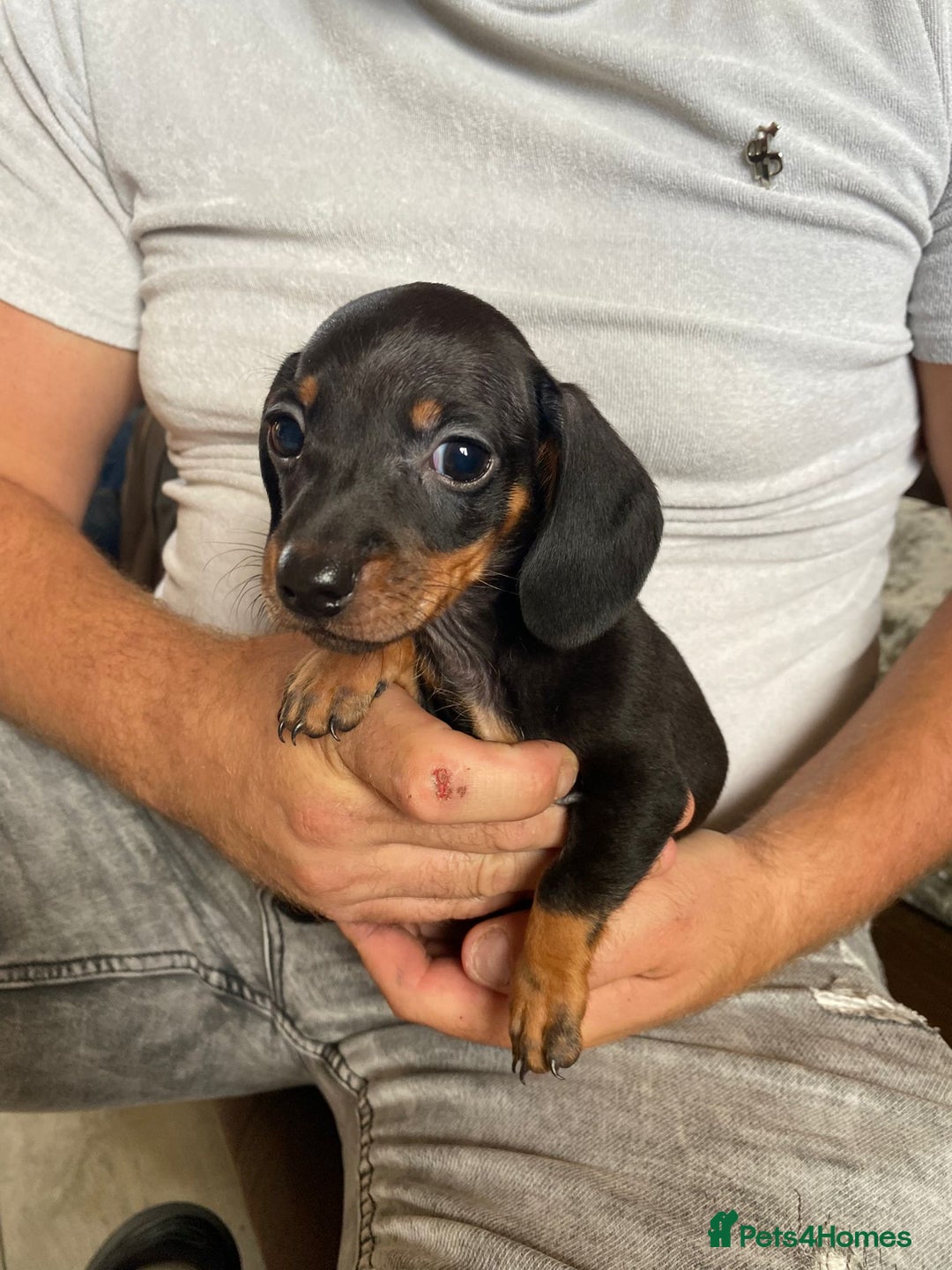 Miniature Dachshund dogs for sale: miniature dachshund  - Image 1