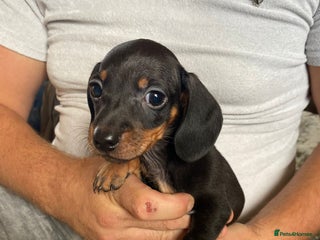Miniature Dachshund dogs - Advert 29