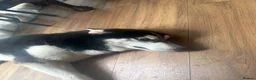Siberian Husky dogs for sale: Shadow in London - Advert 3