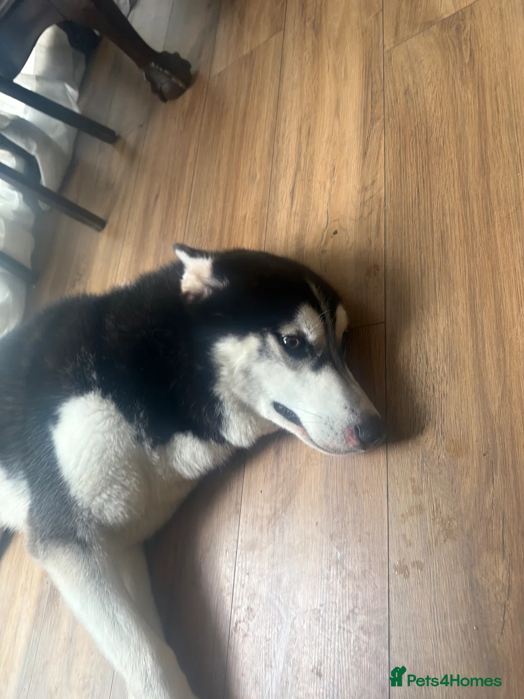 Siberian Husky dogs for sale: Shadow in London - Advert 3