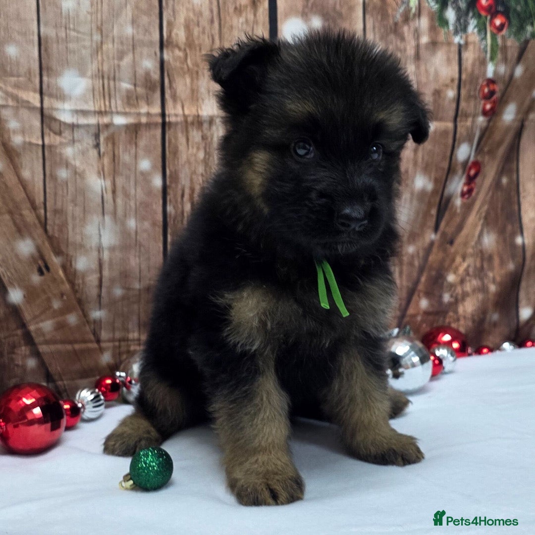 German Shepherd dogs for sale:  Kc Purebred German Shepherd  - Advert 8