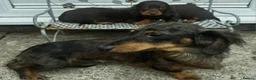 Dachshund dogs for sale: LONG-HAIRED DACHSHUND PUPPIES READY TO LEAVE in Manchester - Advert 8