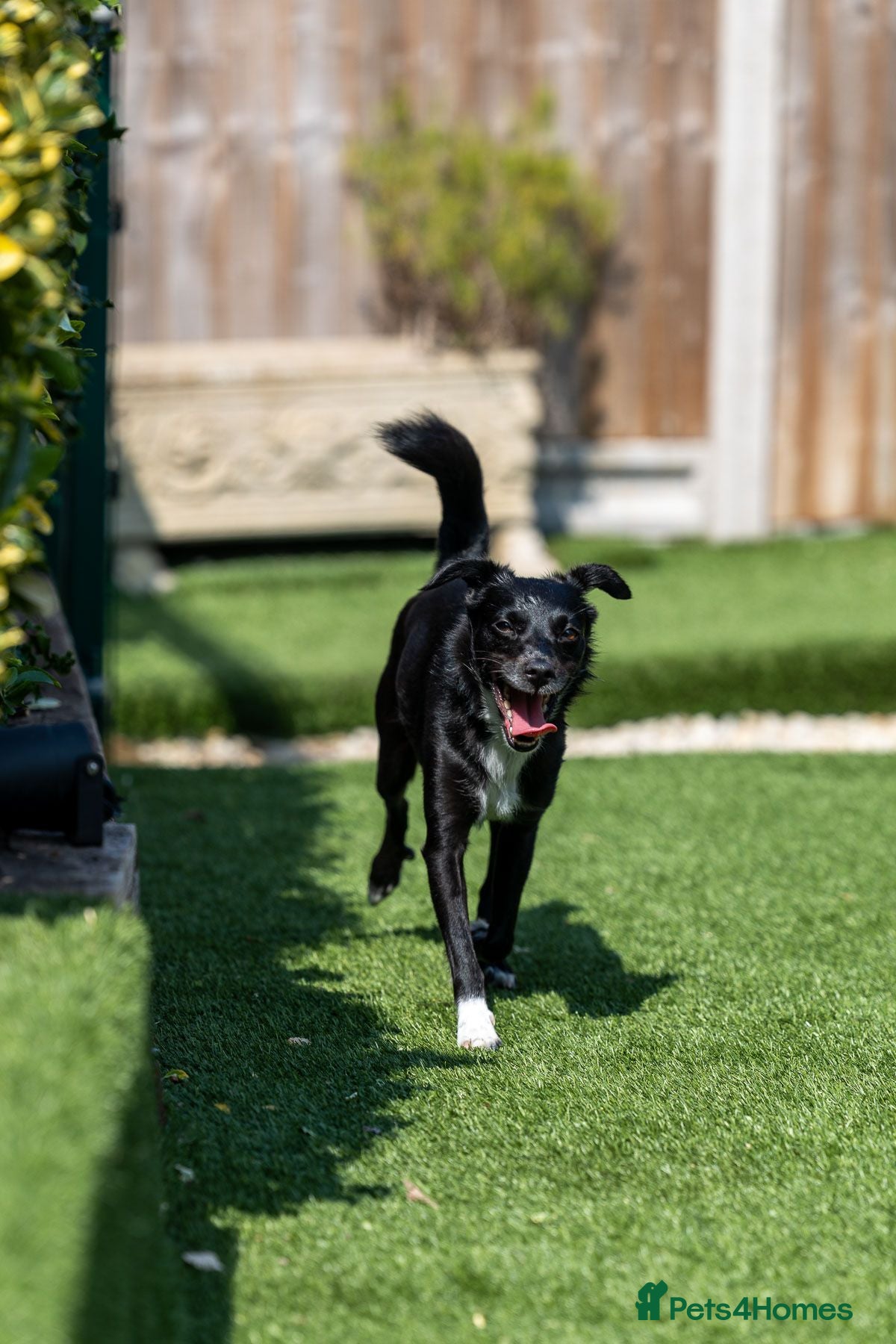 Mixed Breed dogs Cat friendly Remy - Advert 2