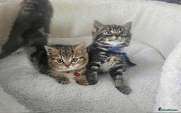 Maine Coon cats for sale: Adorable kittens Maine coon  - Image 2