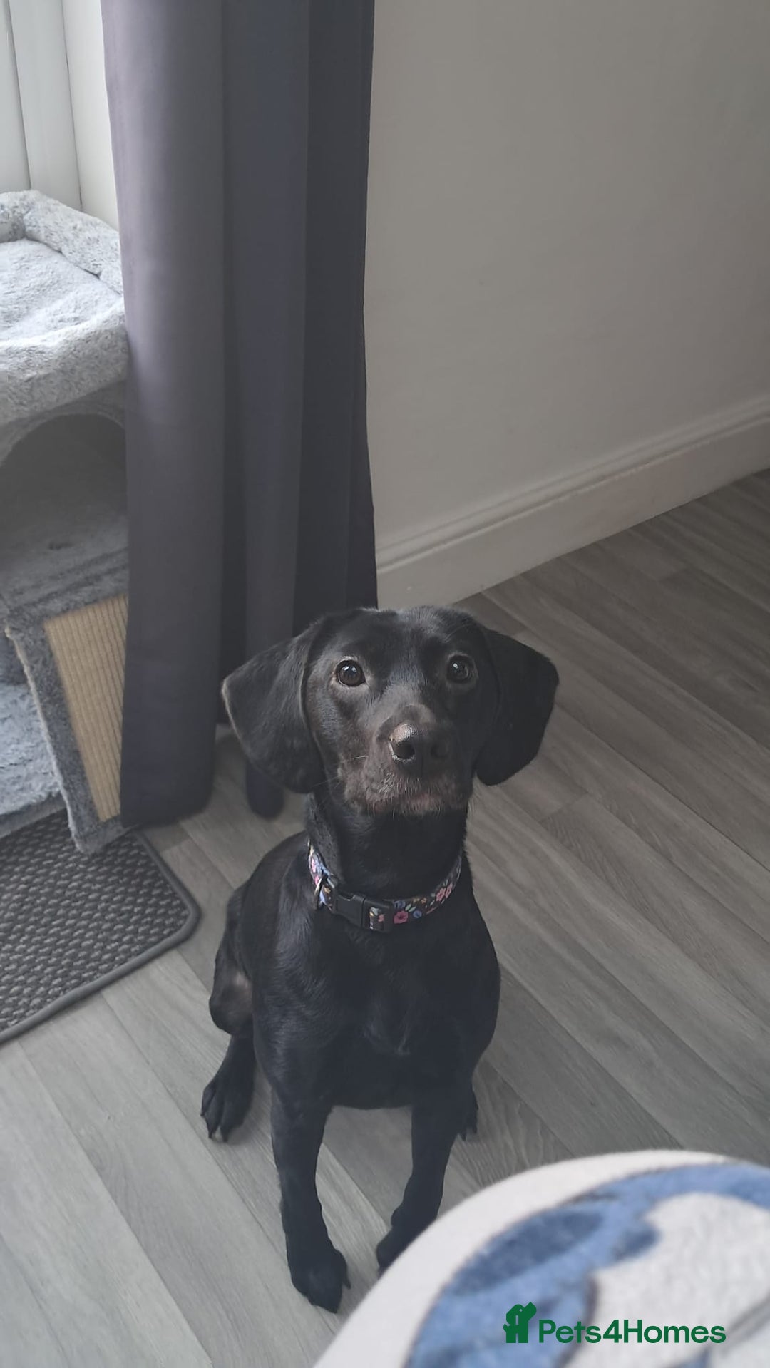 Mixed Breed dogs for sale: Very friendly Beagador called poppy - Advert 2