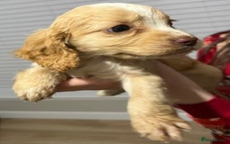 Cocker Spaniel dogs for sale: Cocker spaniel  - Image 19