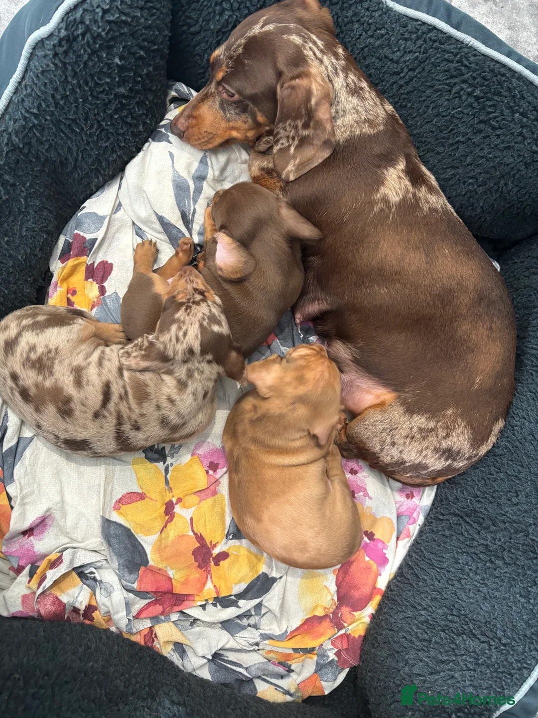 Miniature Dachshund dogs for sale: KC registered Miniature great bloodline  - Advert 2