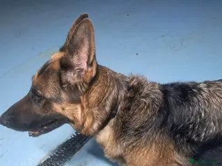 German Shepherd dogs Seeking loving home, older German Shepherd bitch - Advert 2