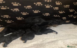 Cockapoo dogs for sale: Cockapoo pups  - Image 7