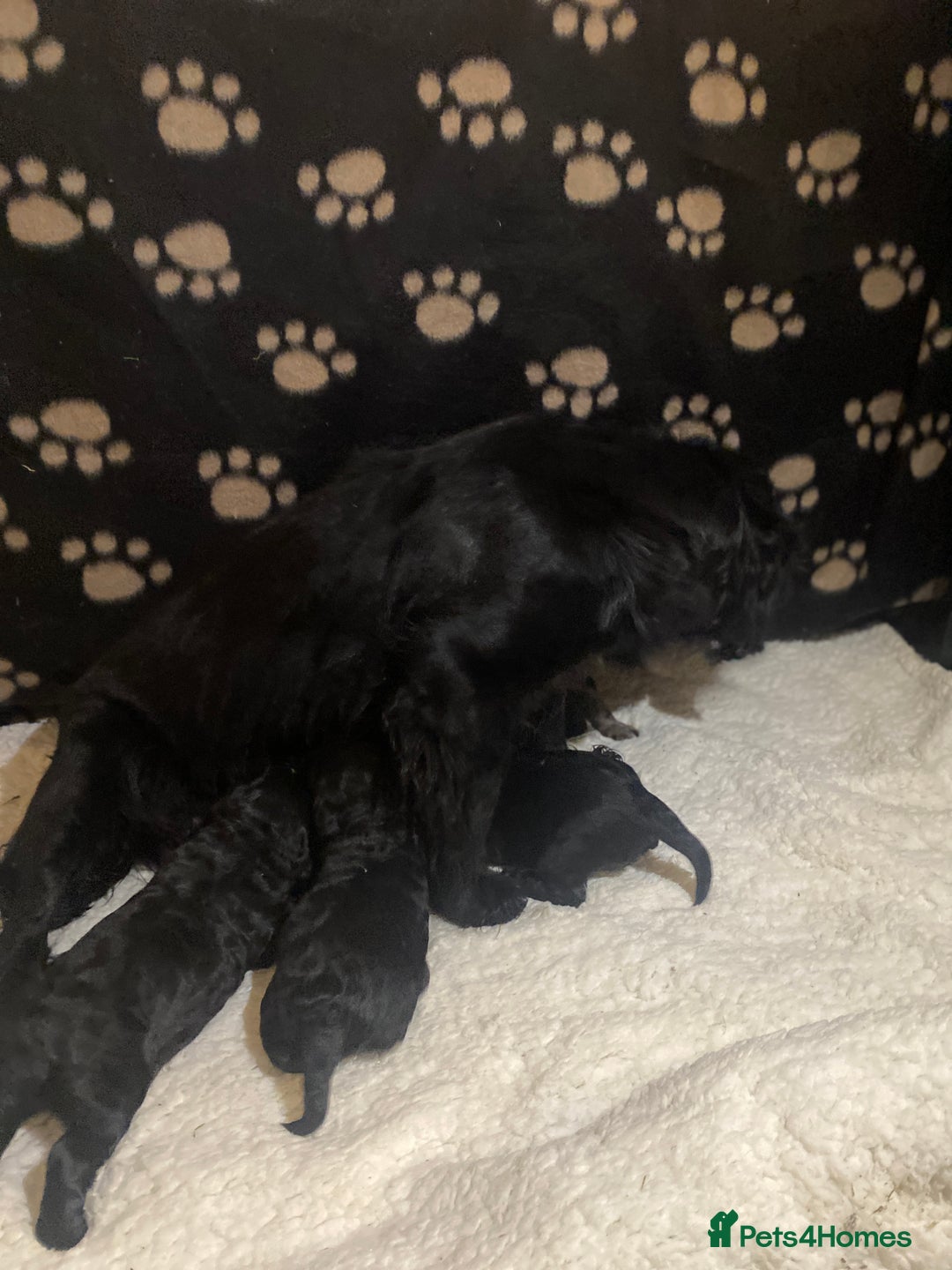 Cockapoo dogs for sale: Cockapoo pups  - Image 7
