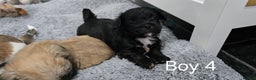 Malshi dogs for sale: Shih Tzu x Malshi Pups - Advert 15