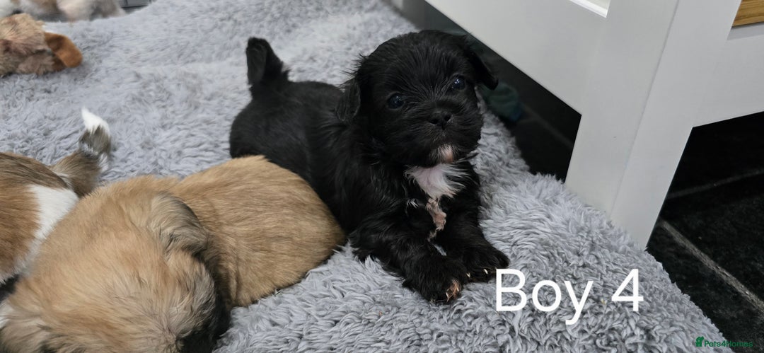 Malshi dogs for sale: Shih Tzu x Malshi Pups - Advert 15