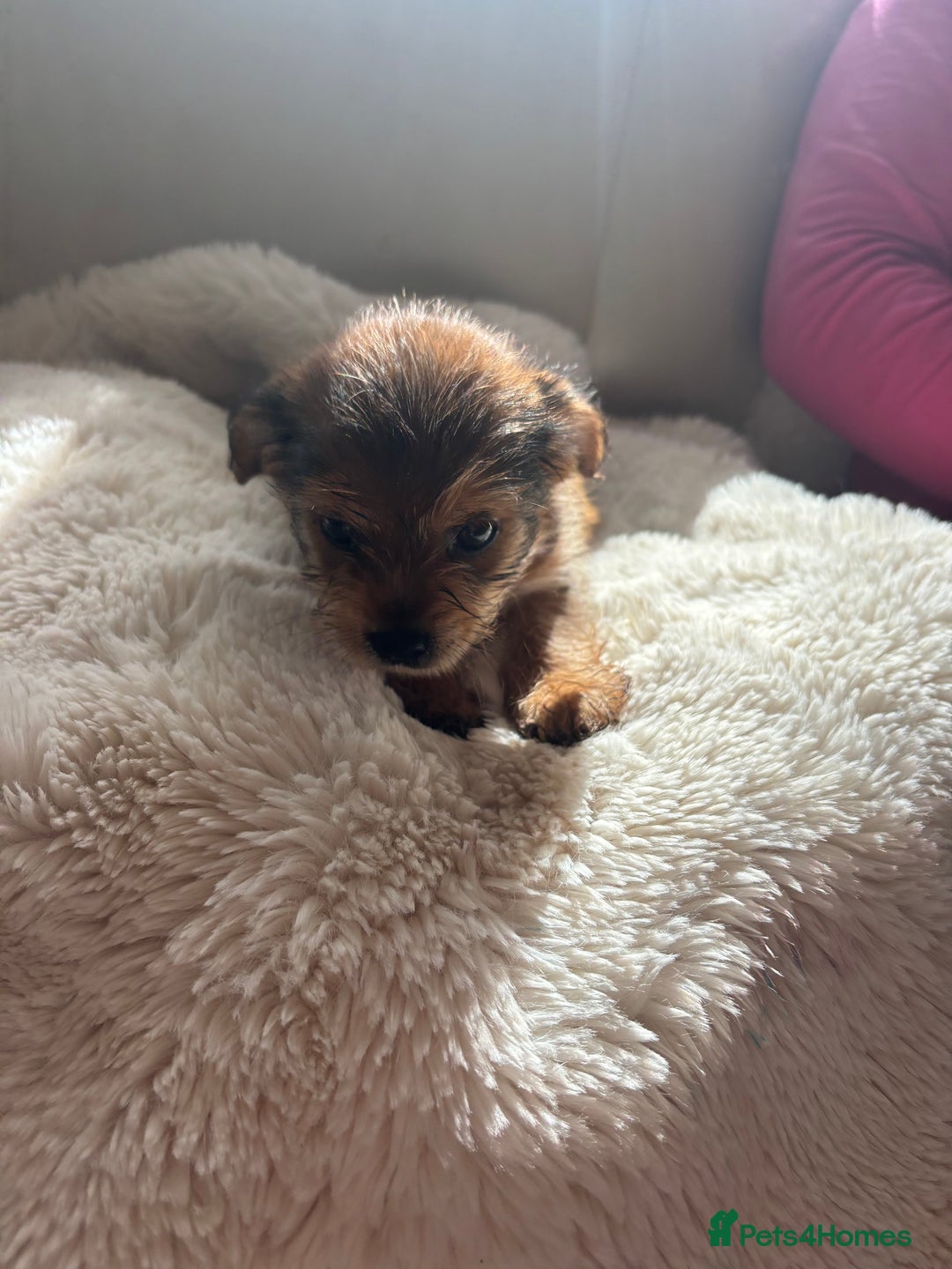 Shih Tzu dogs for sale: Shih tzu cross Yorkshire terrier - Image 17