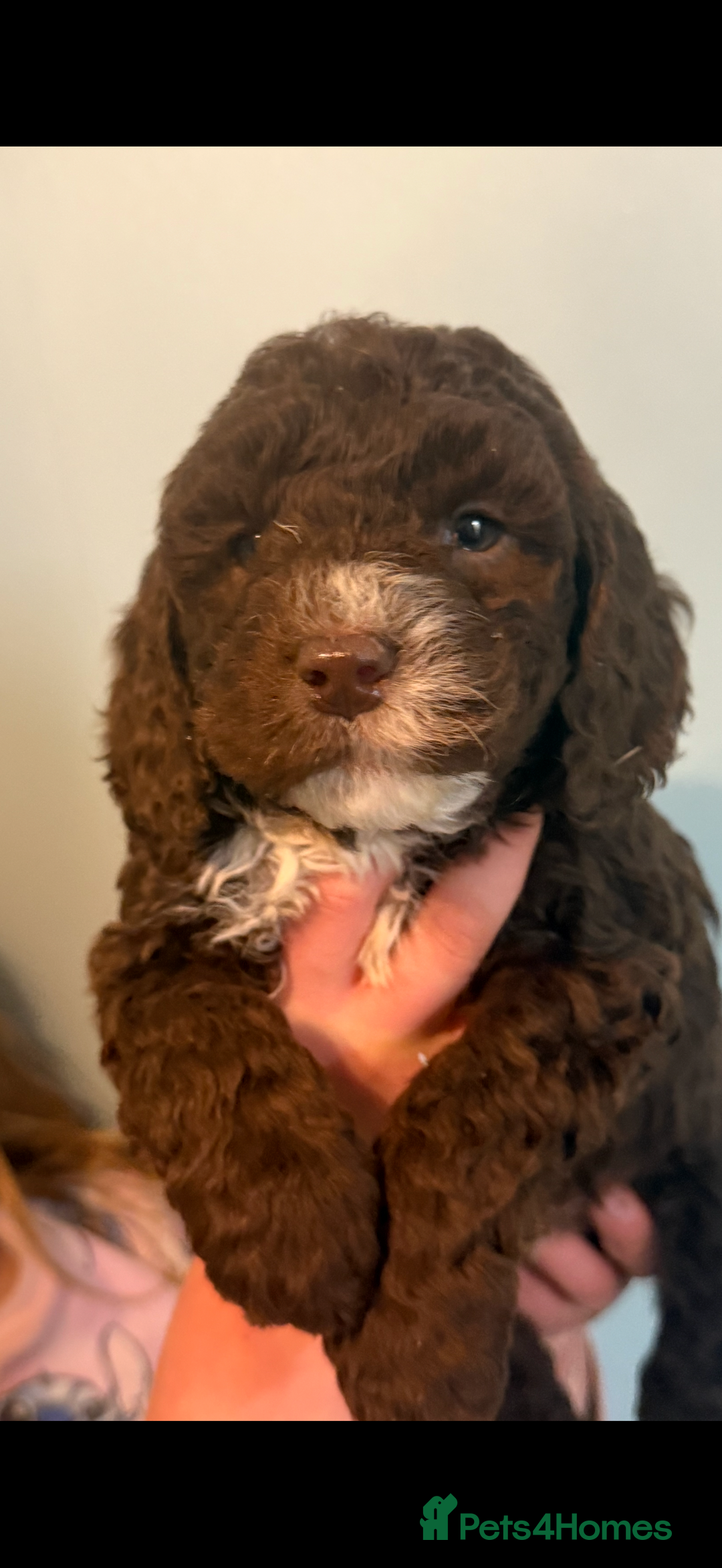 Cockapoo dogs for sale: Stunning F1B Cockapoos  - Advert 2