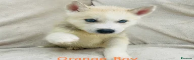 Siberian Husky Puppy Orange