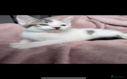 British Shorthair cats for sale: Two Adorable Male Kittens - Image 1