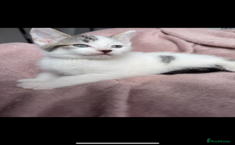 British Shorthair cats - Advert 4
