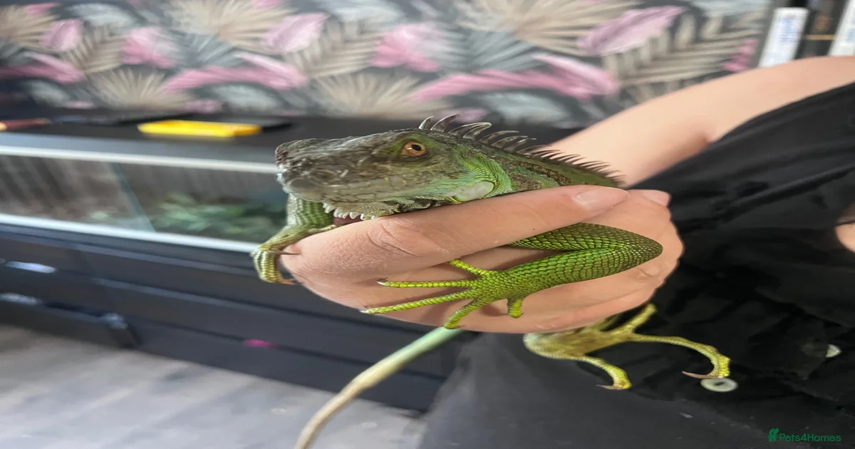 Milk Snake Reptiles for sale in Droylsden, Greater Manchester | Pets4Homes