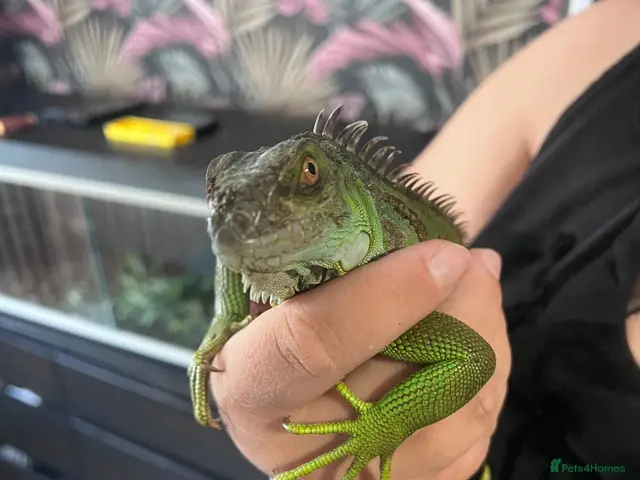 Milk Snake reptiles for sale: Green Iguana - Advert 1